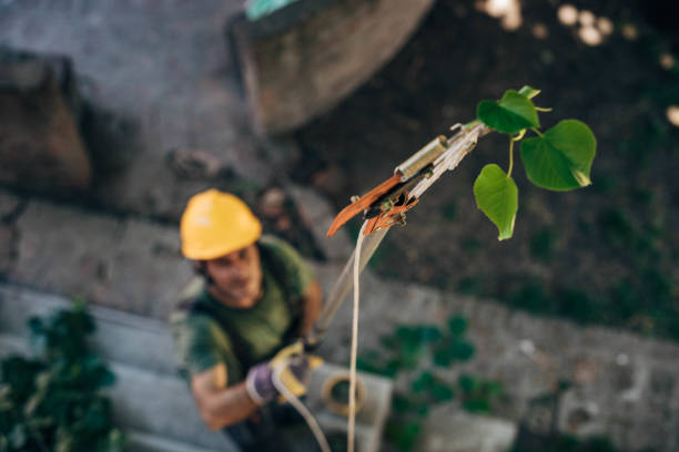 Leaf Removal in Belvedere, CA