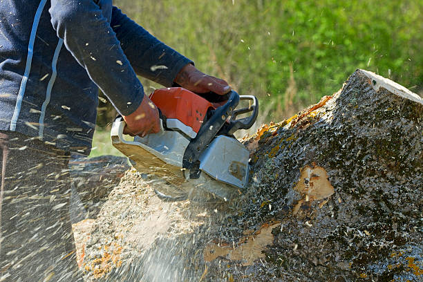 Professional Tree Services in Belvedere, CA